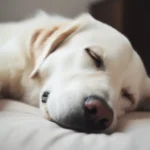 What do dogs dream about?