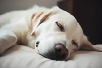 What do dogs dream about?