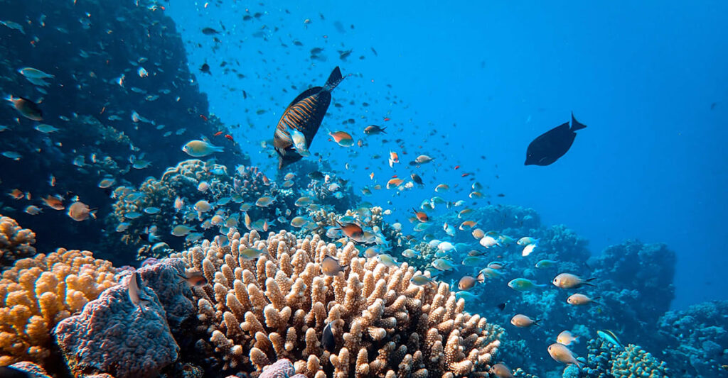 Red Sea- The saltiest seas on Earth - infocake.net Red Sea - The saltiest seas on Earth - infocake.net