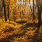 Why do leaves change colour in autumn