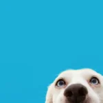 How to name a dog