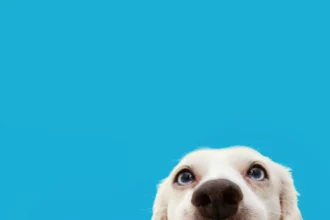 How to name a dog