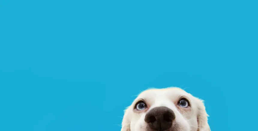 How to name a dog – infocake.net How to name a dog