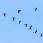 Why Do Animals Migrate?