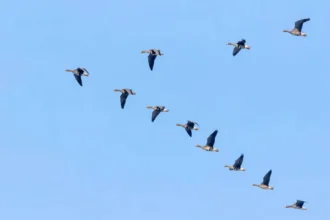 Why Do Animals Migrate?
