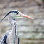 Why Do Herons Stand on One Leg?