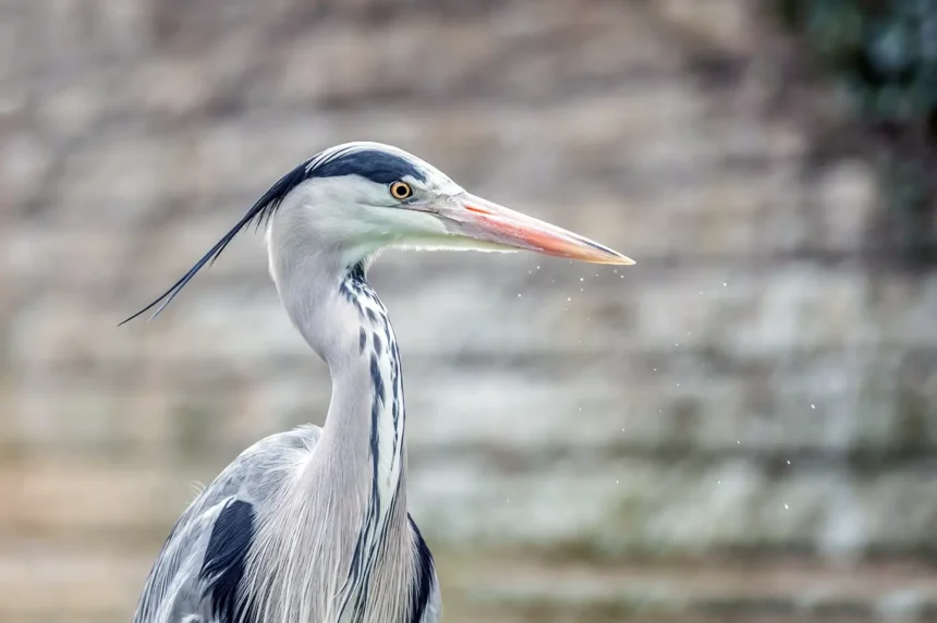 Why Do Herons Stand on One Leg? – infocake.net Why Do Herons Stand on One Leg?