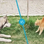 Which are smarter, cats or dogs?