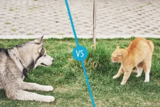 Which are smarter, cats or dogs?