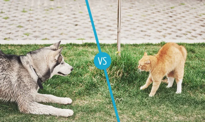 Which are smarter, cats or dogs? – infocake.net Which are smarter, cats or dogs?