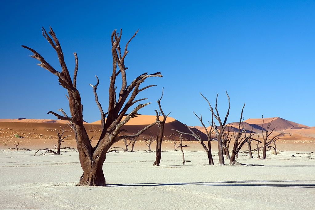 Dead acacias in Ded Vlei, Namibia - infocake.net Dead acacias in Ded Vlei, Namibia