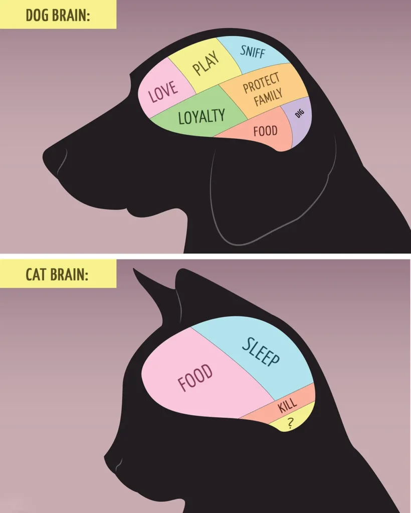 Comparison of dog and cat intelligence - infocake.net Comparison of dog and cat intelligence